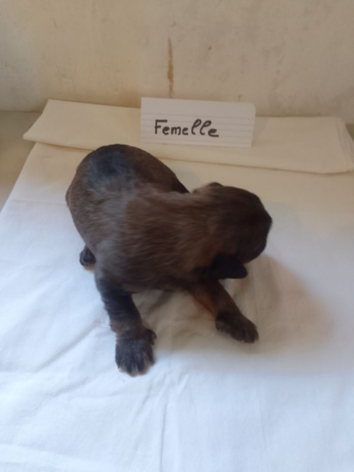 a dream of Bear'd - Chiots disponibles - Berger catalan