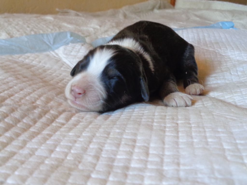 CHIOT 7 UPSIE