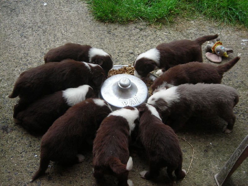 Chiot Bearded Collie a dream of Bear'd