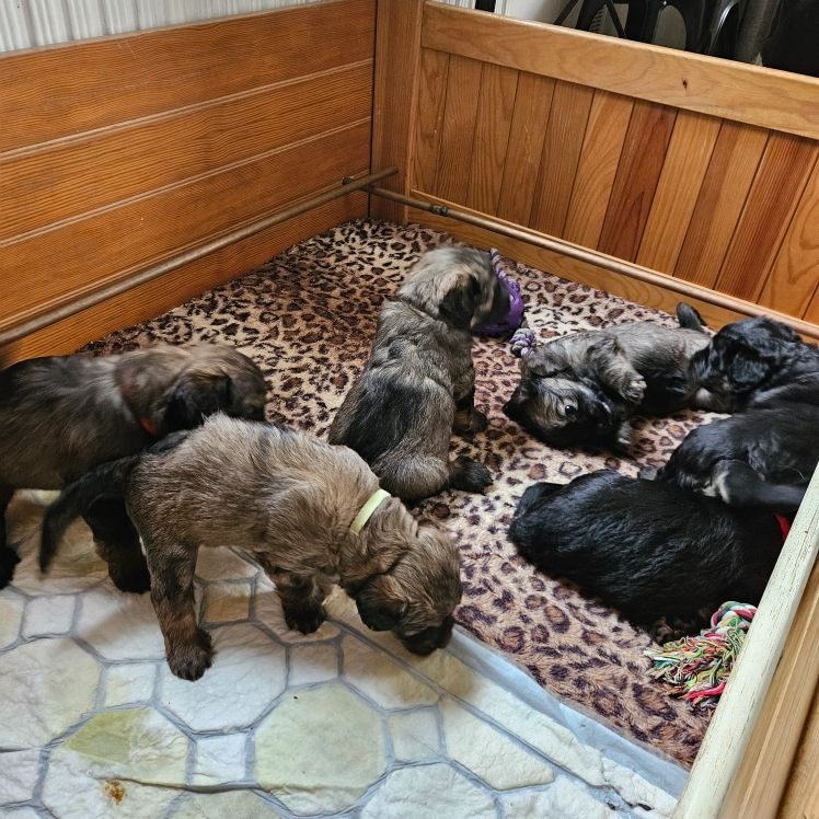 Chiot Berger catalan a dream of Bear'd