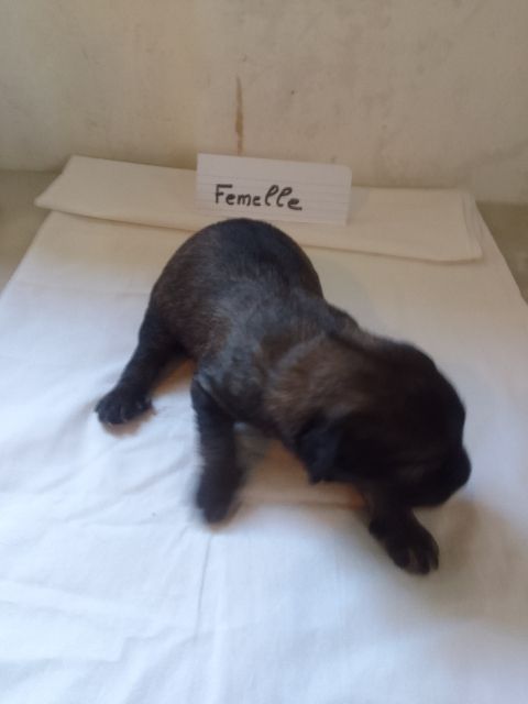 a dream of Bear'd - Chiots disponibles - Berger catalan