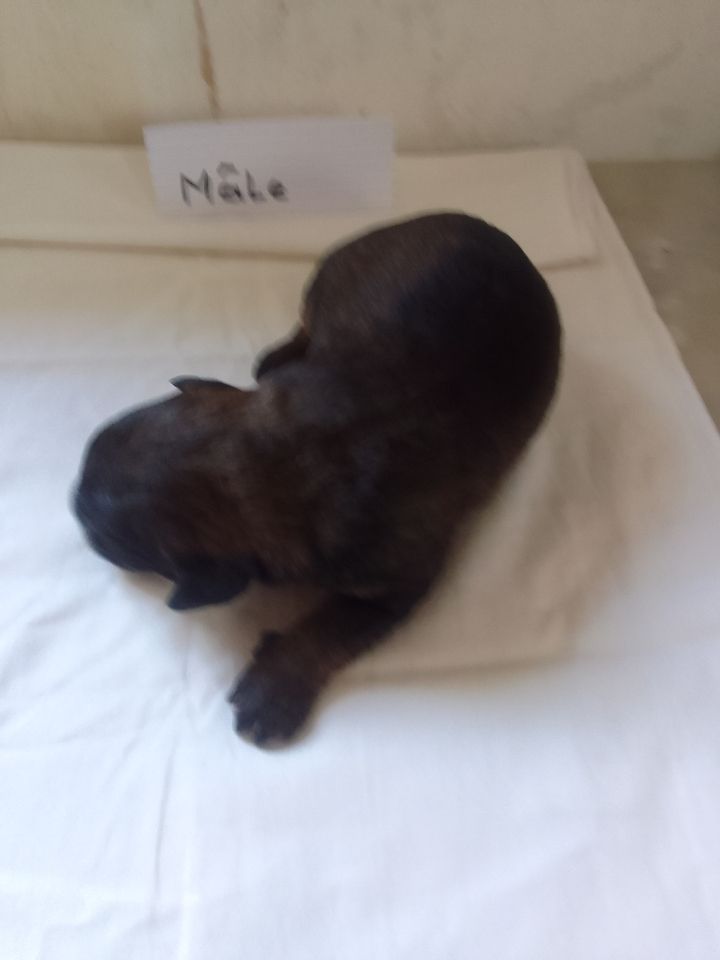 a dream of Bear'd - Chiots disponibles - Berger catalan