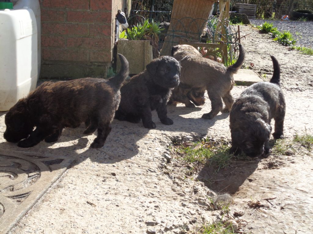 Chiot Berger catalan a dream of Bear'd