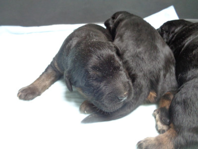 Chiot N°1