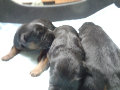 Chiot N°2