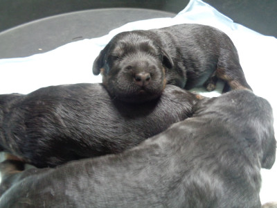Chiot N°3