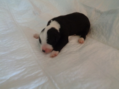 Chiot N°3