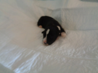 Chiot N°5