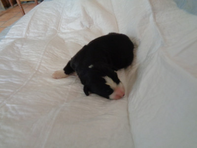 Chiot N°6