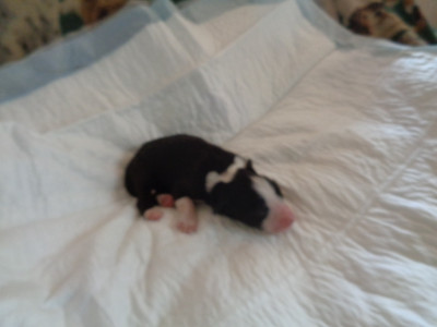 Chiot N°2