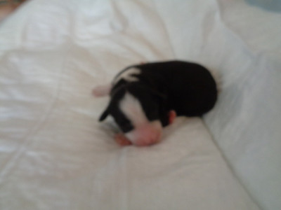 Chiot N°3