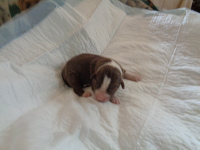 Chiot N°4