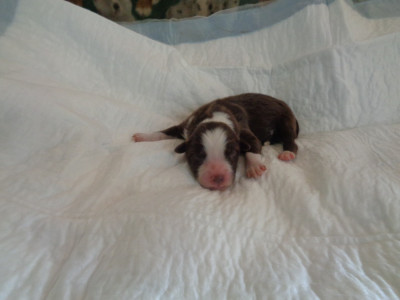 Chiot N°5
