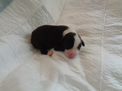 Chiot N°6