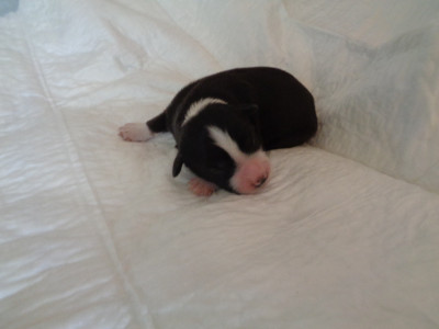 Chiot N°7