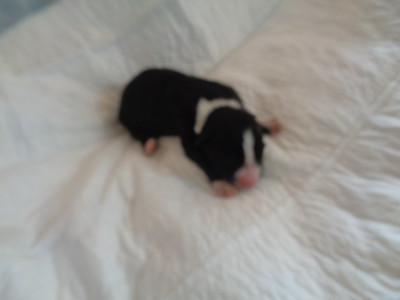 Chiot N°10