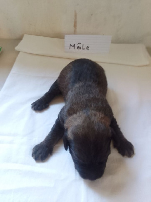 CHIOT 3