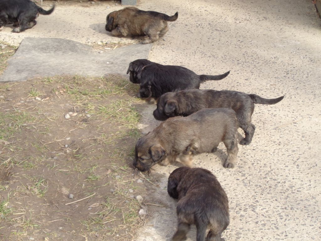 Chiot Berger catalan a dream of Bear'd
